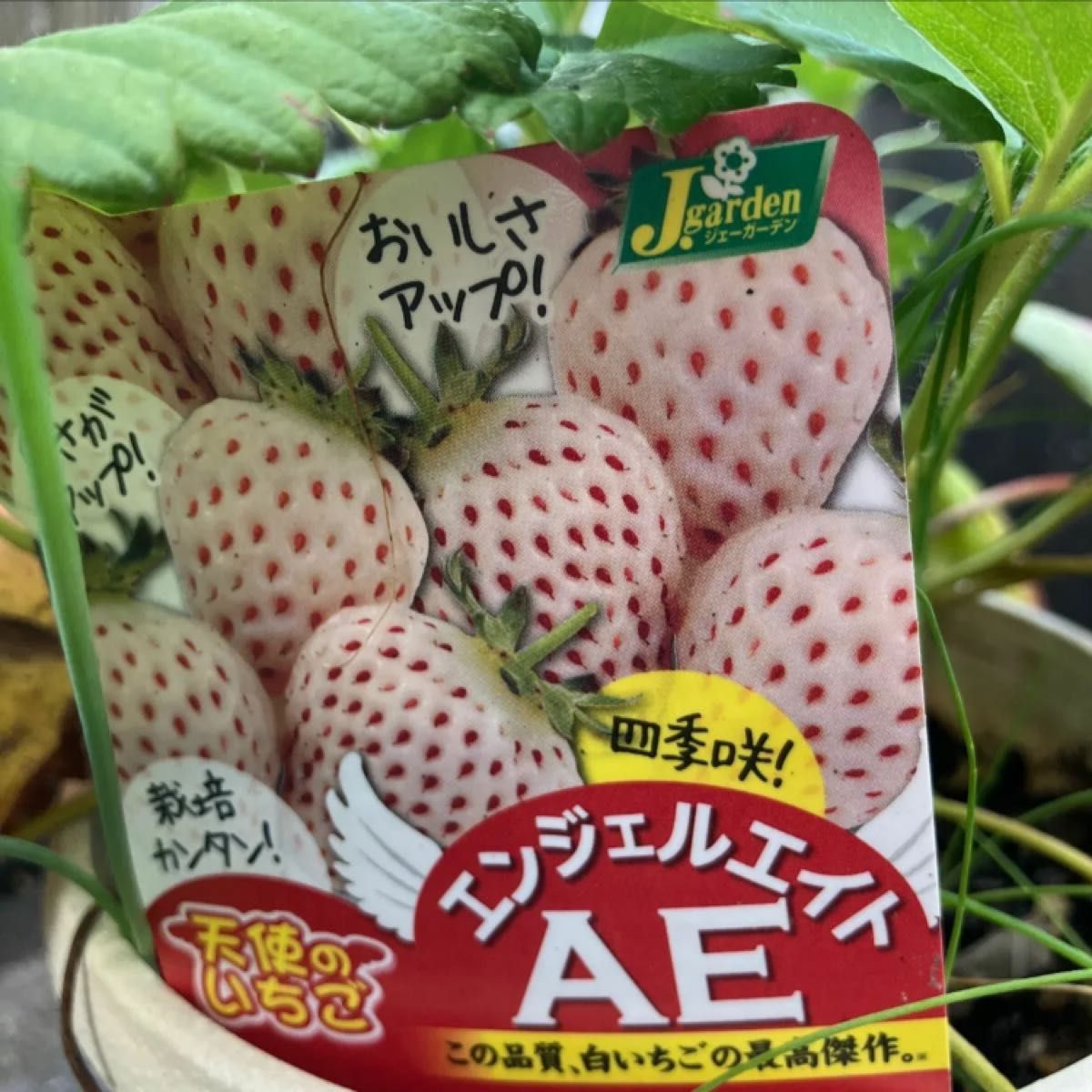 いちご苗　ポットのまま　白いいちご苗1株　北海道　農薬不使用