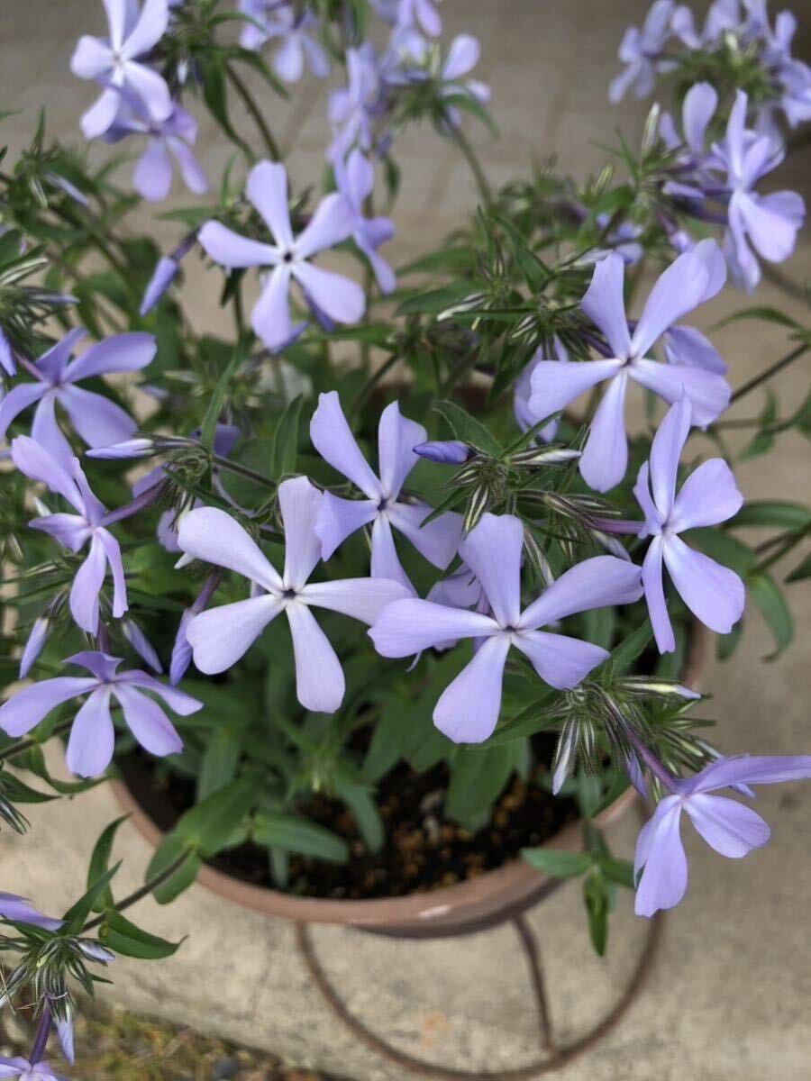 人気 いい香り♪ フロックス ディバリカータ ブルーパヒューム　花色・ブルー 宿根草　多年草　ポットのまま発送安心！　送料240円 わずか_画像3