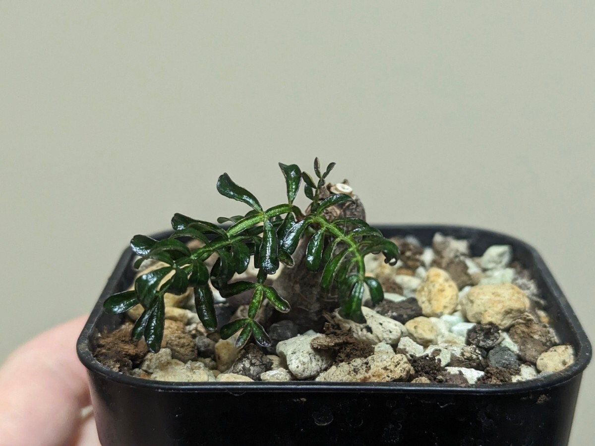 オペルクリカリア パキプス 根挿し 塊根植物の画像2