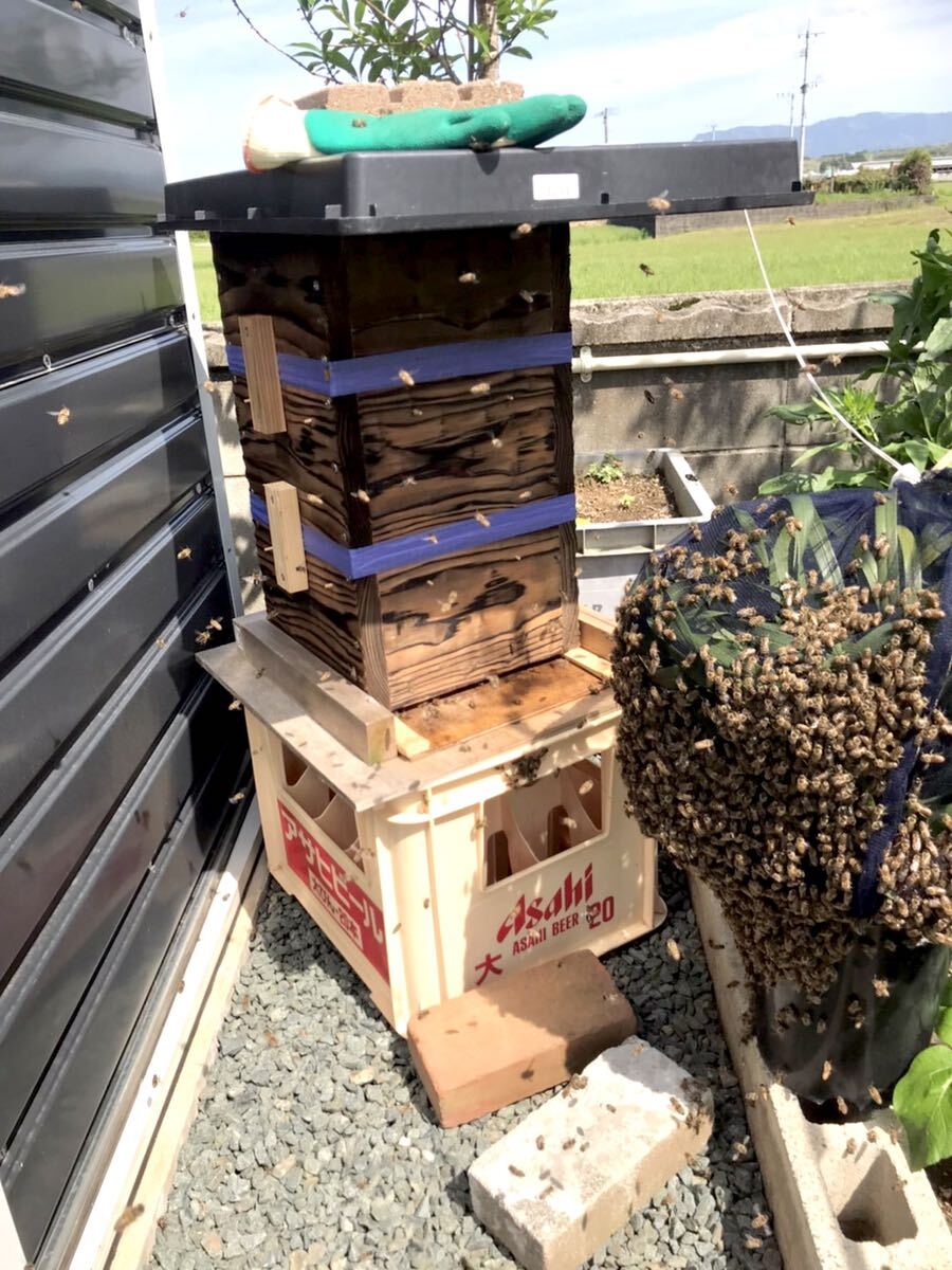 日本蜜蜂巣箱3段 今期ミツバチ入り 日本ミツバチ重箱式待ち箱、飼育箱 九州 熊本 手渡しのみ 1番分蜂群の画像2