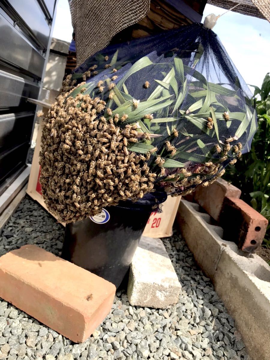 日本蜜蜂巣箱3段 今期ミツバチ入り 日本ミツバチ重箱式待ち箱、飼育箱 九州 熊本 手渡しのみ 1番分蜂群の画像4