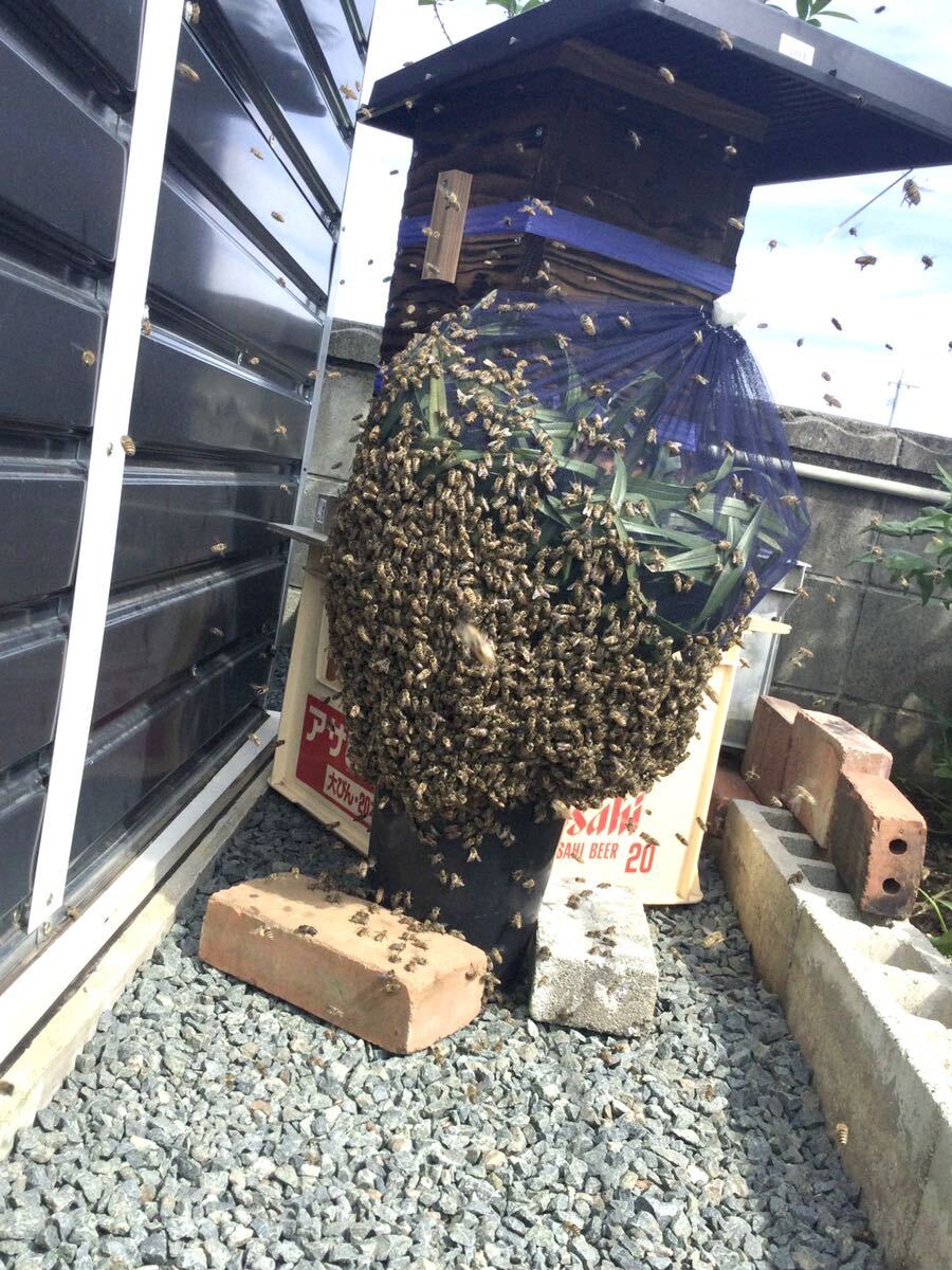日本蜜蜂巣箱3段 今期ミツバチ入り 日本ミツバチ重箱式待ち箱、飼育箱 九州 熊本 手渡しのみ 1番分蜂群の画像1