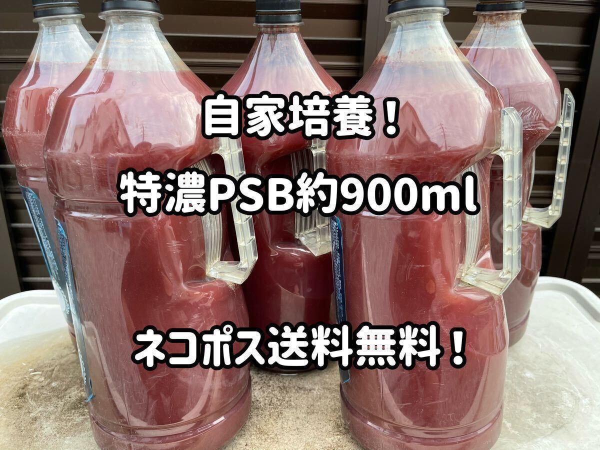 ●○送料無料！自家培養特濃PSB約900ml＋エビオス錠10粒○●の画像1