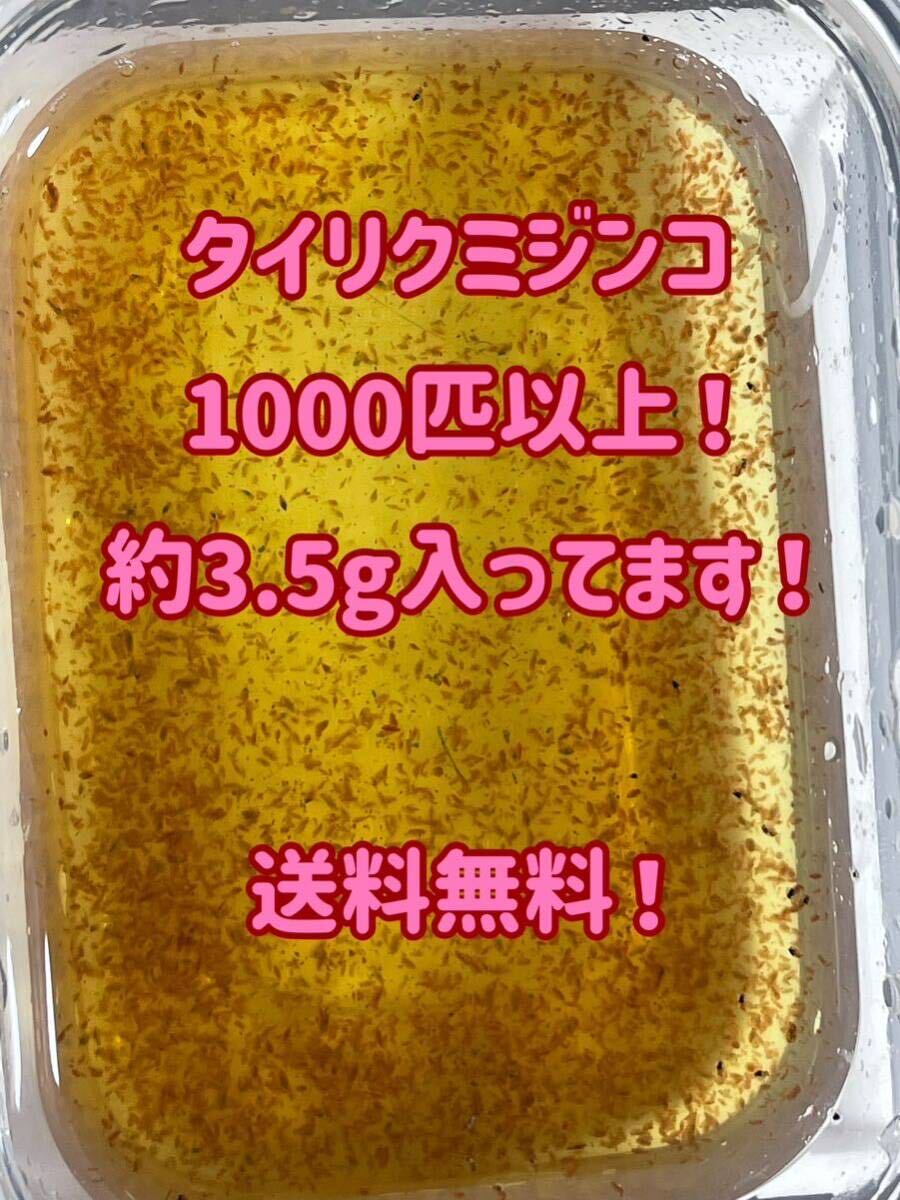 ●○ネコポス送料無料！タイリクミジンコ1000匹以上（約3.5g）！○● の画像1