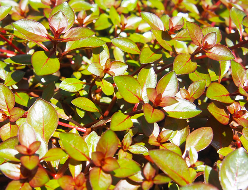 (水草)ルドウィジア sp スーパーレッド３本 水上葉 送料230円~同梱可能(一通あたり6セット程度)の画像2