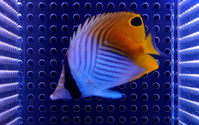 【海水魚】トゲチョウチョウウオ(S-SMサイズ）(1匹)±4-6cm(サンプル画像）（生体）の画像1