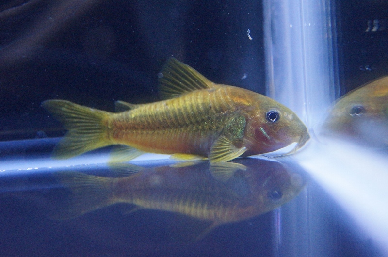 [ freshwater fish ][ mail order ] down Corydoras ilumine -tas orange [1 pcs sample image ]( ±3cm)( organism )
