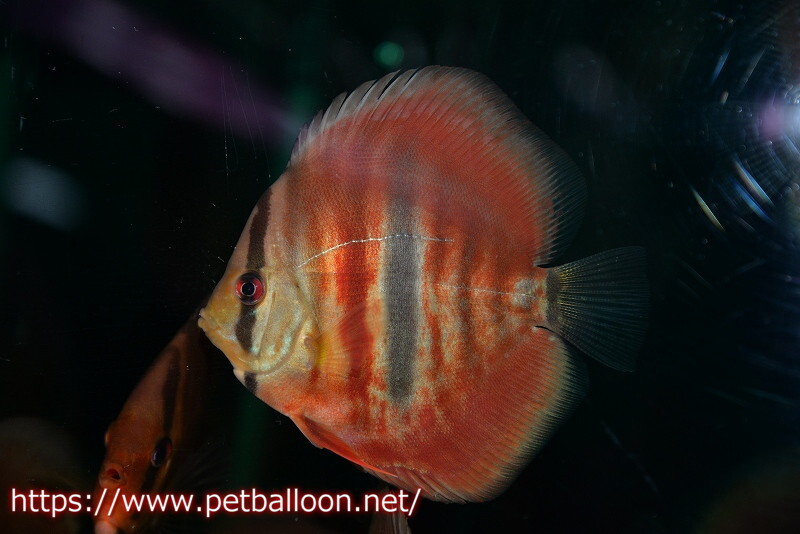 [ discus ][ mail order ]isa red 1 pcs [ sample image ]9-10cm( organism )