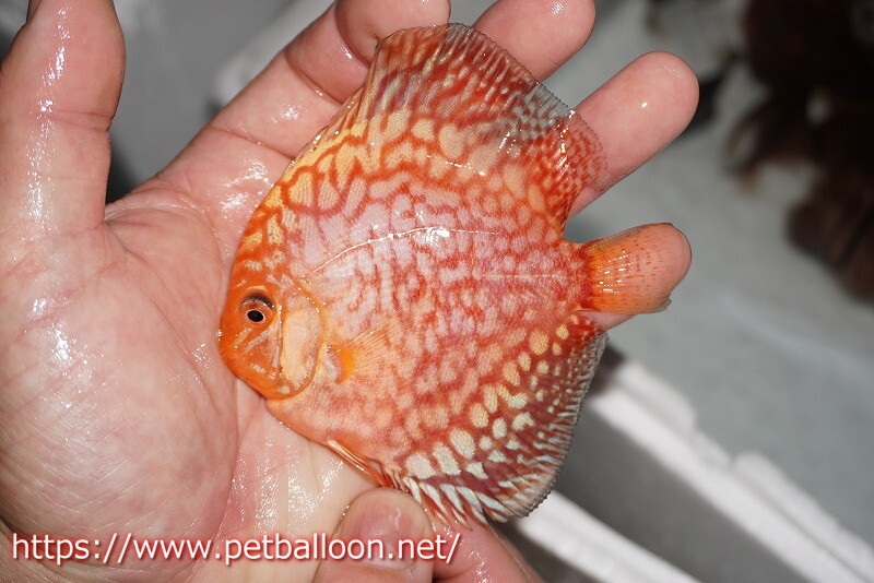 [ discus ][ mail order ] Star dust red 1 pcs [ sample image ]8-9cm( organism )