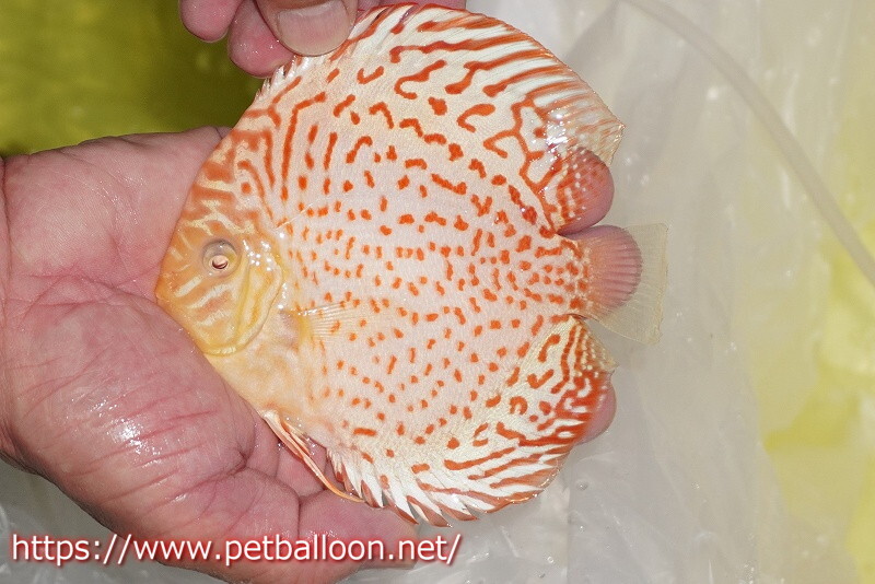 [ discus ][ mail order ]a ruby no ring Leopard [ individual sale ]12cm( organism )