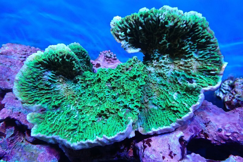 [ coral ] light common coral (Green)L size ( individual sale )(±17cm)No.12( organism )