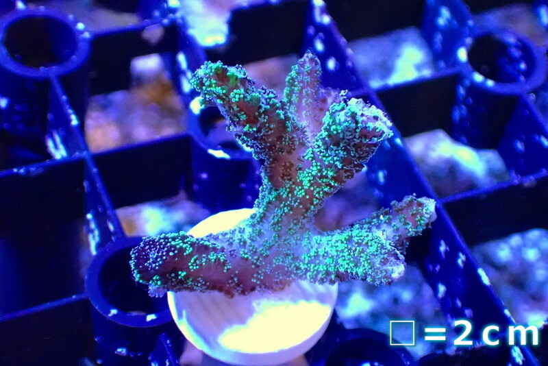 [ coral ]f rug ftotoge coral (Green Polyp)( individual sale )No.7( organism )