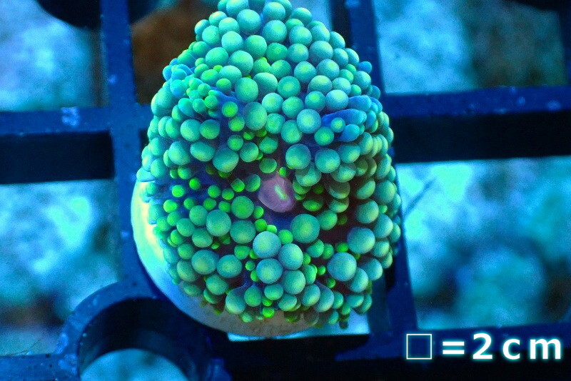 [ coral ] Caribbean Bubble disk (Special Green)( individual sale )No.8( organism )