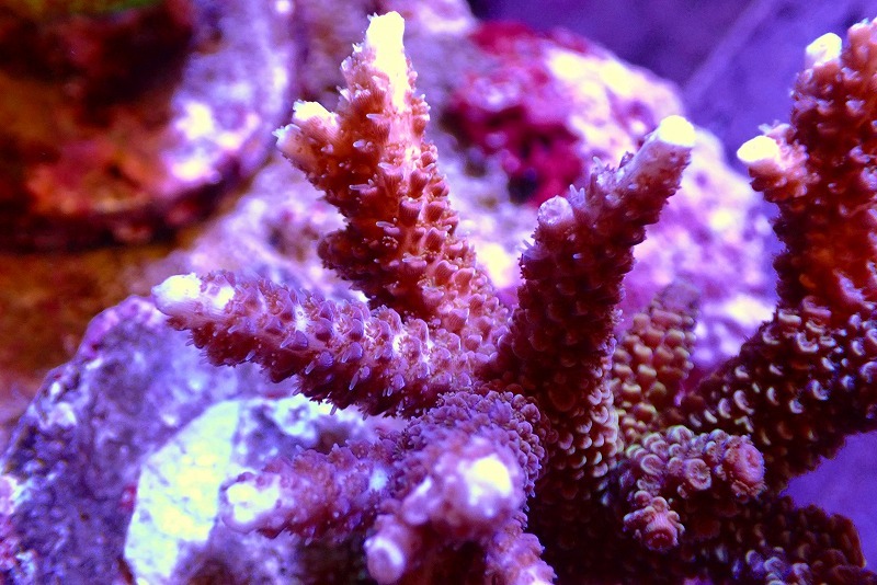 [ coral ] bleed green isisp.( beautiful color )( individual sale )(±9cm)No.58( organism )