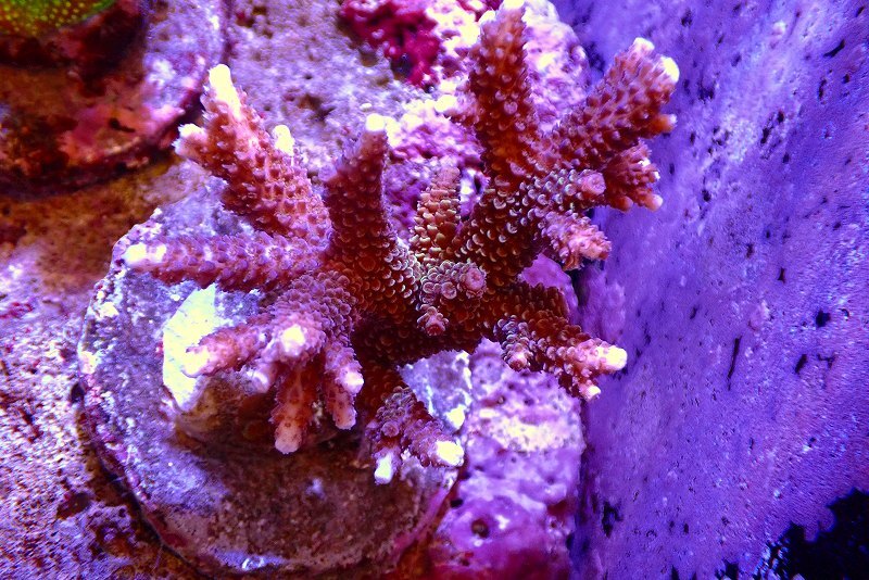 [ coral ] bleed green isisp.( beautiful color )( individual sale )(±9cm)No.58( organism )