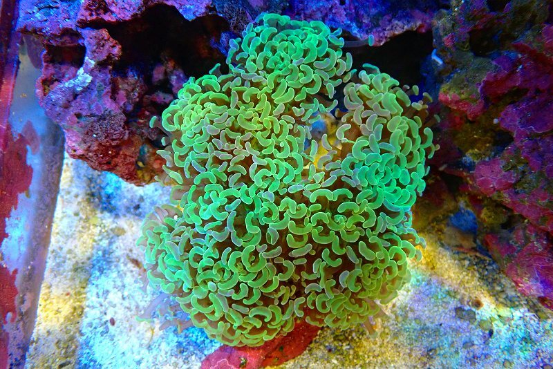 [ coral ] bleed na galet is na coral (Metallic Green)L size ( individual sale )(±15cm)No.1( organism )