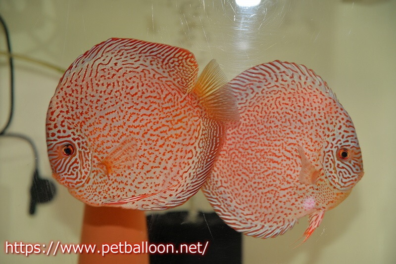 [ discus ][ mail order ] Red King wiper round body [ individual pair sale ]15cm( organism )
