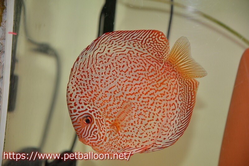 [ discus ][ mail order ] Red King wiper round body [ individual pair sale ]15cm( organism )