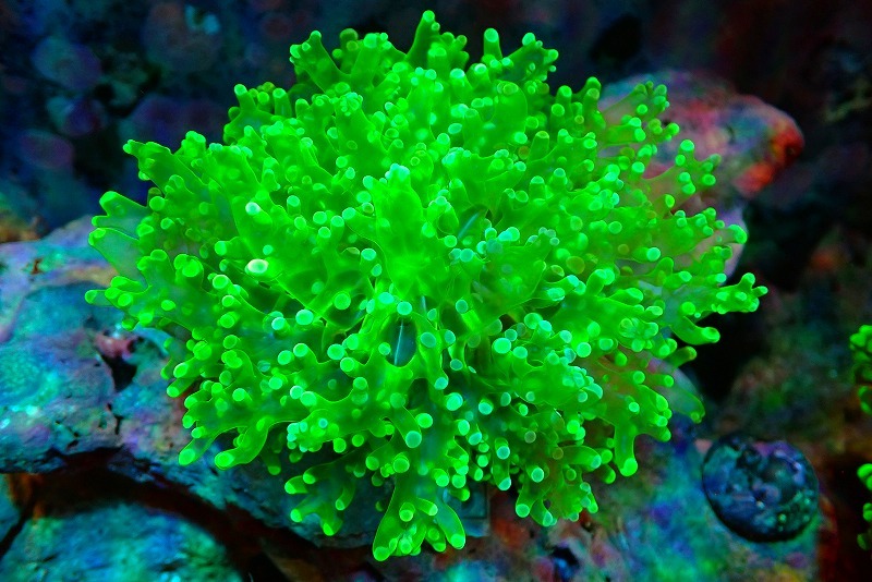 [ coral ] bleed ho n manifold coral ( metallic green )( individual sale )(±10cm)No.3( organism )