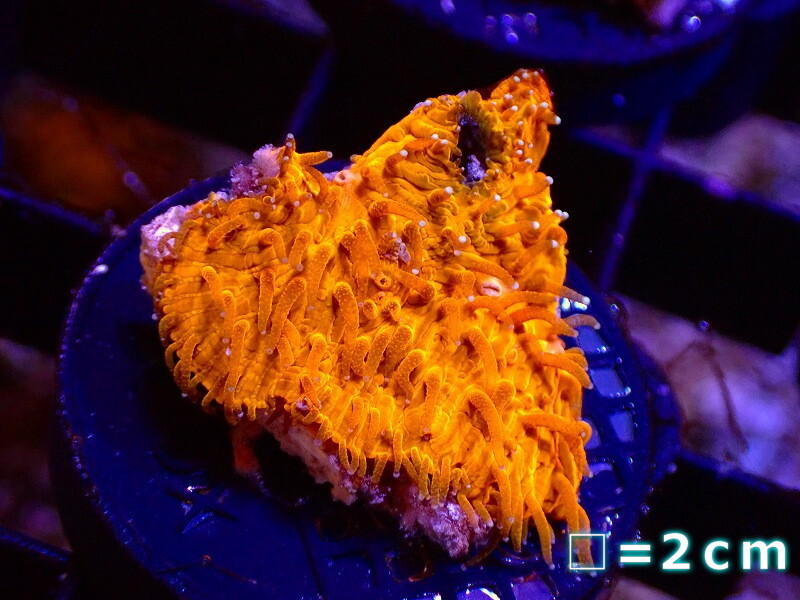 [ coral ]f rug leather la coral (Orange)S size [1 piece ](±3cm)( sample image )( organism )