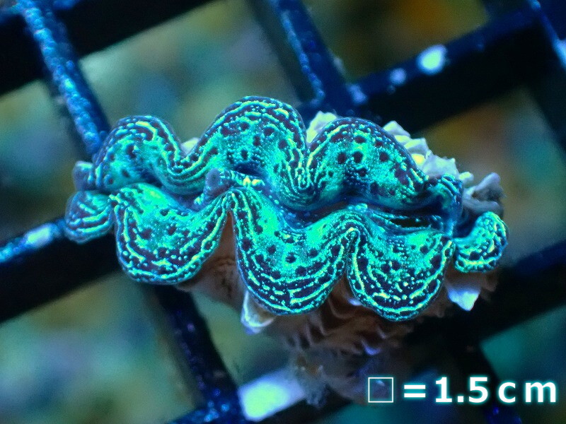 [ coral ][ Okinawa production ]hime car kogai( metallic quality goods )XS size (1 piece )(±3-3.5cm)( sample image )( organism )