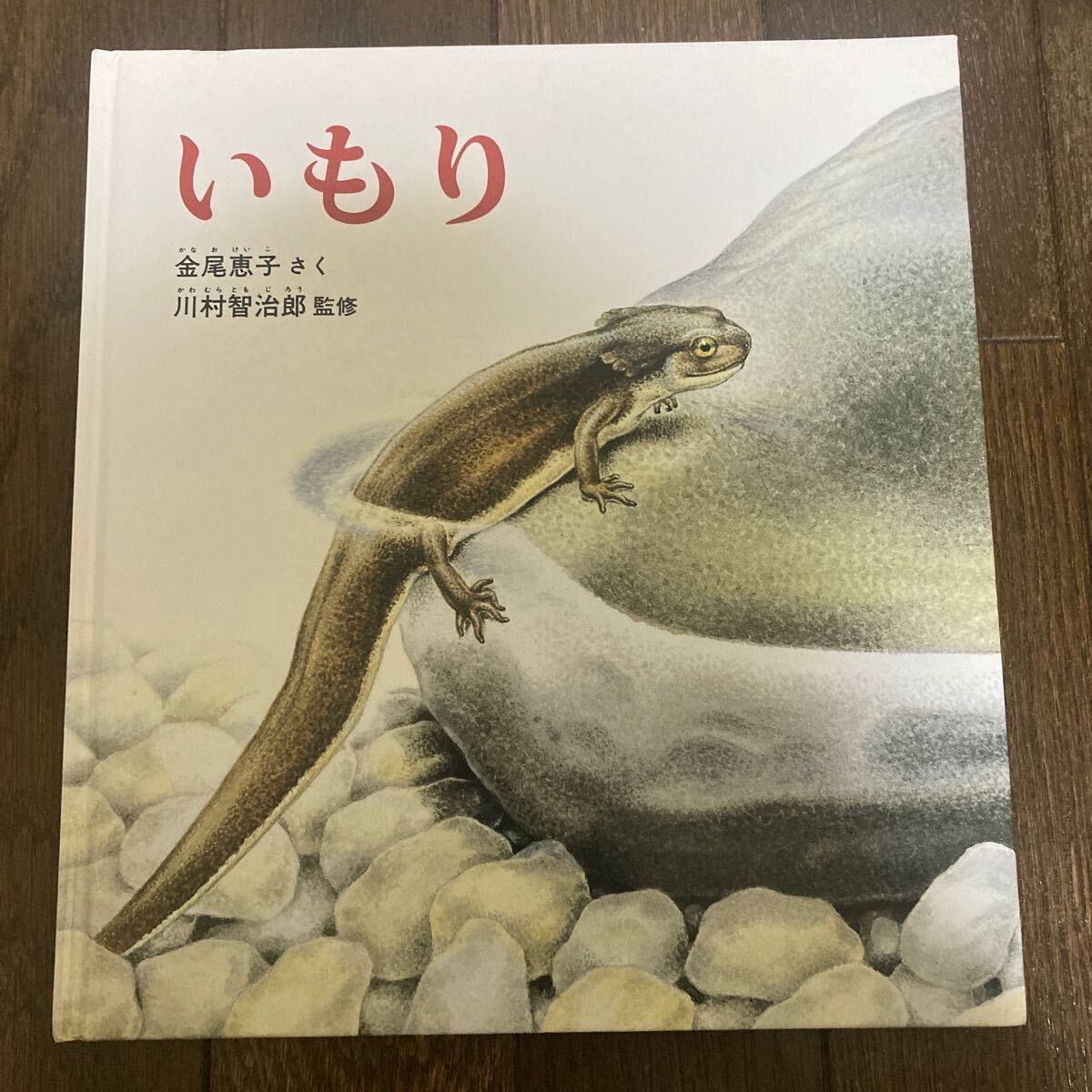 【絵本】いもり 金尾恵子・さく 川村智治郎・監修 福音館書店 【カバー欠品】【送料無料】_画像1