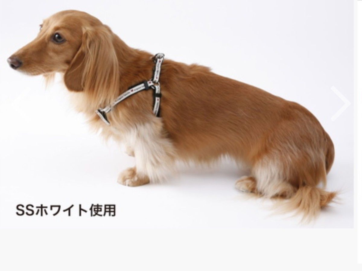 5kgまで小型犬　黒デニムスタイル胴輪リードセット仮つなぎセーフティースナップ