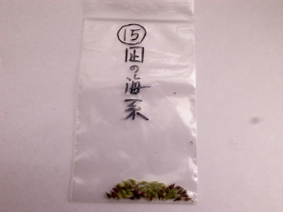 雪割草   １５   スダレ × 凪の海混合種子の画像2