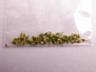 雪割草    ２３   黄花混合種子の画像3
