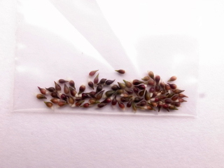 雪割草   ２４   スダレ系   段咲交配混合種子の画像5
