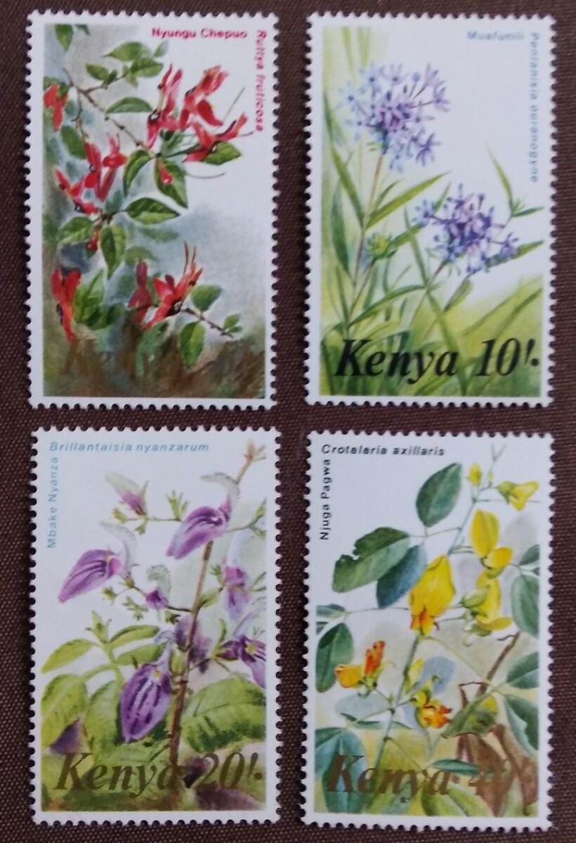 kenia1983 plant 15. flower nature wild grasses unused glue equipped 
