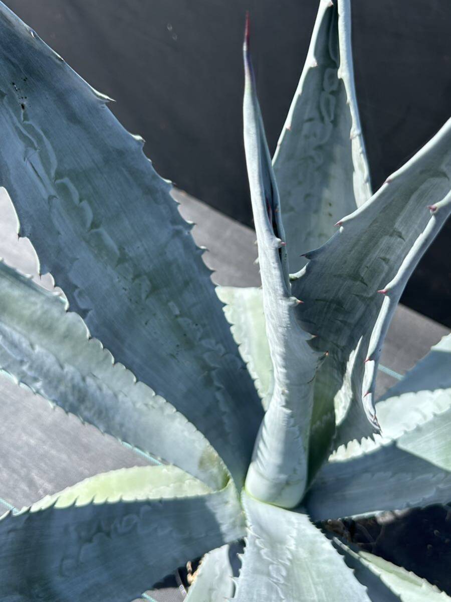 Agave americana sp アガベ アメリカーナ 特大株 美株 2の画像6