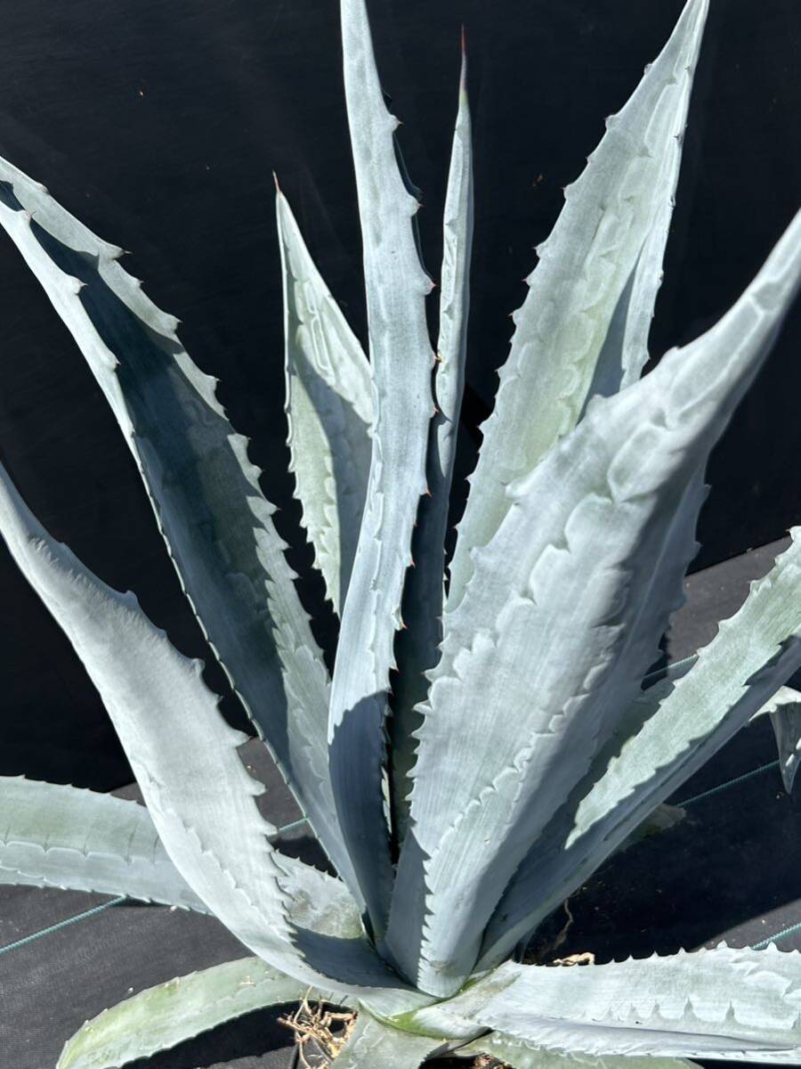 Agave americana sp アガベ アメリカーナ 特大株 美株 2の画像4