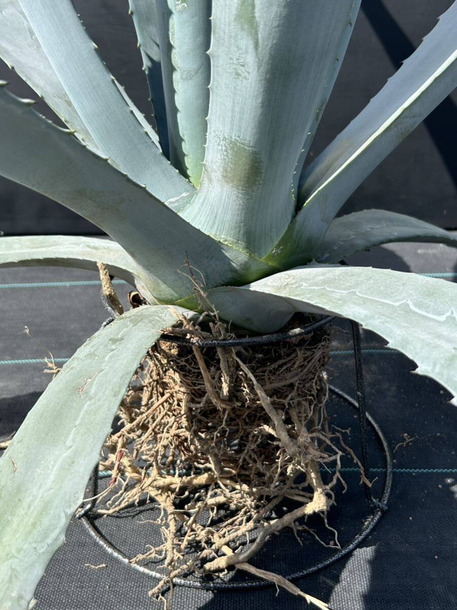 Agave americana sp アガベ アメリカーナ 特大株 美株 2の画像9