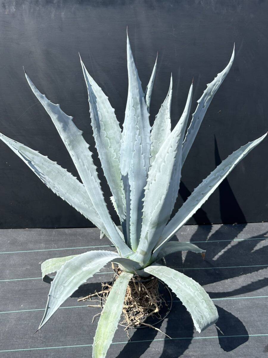 Agave americana sp アガベ アメリカーナ 特大株 美株 2の画像1