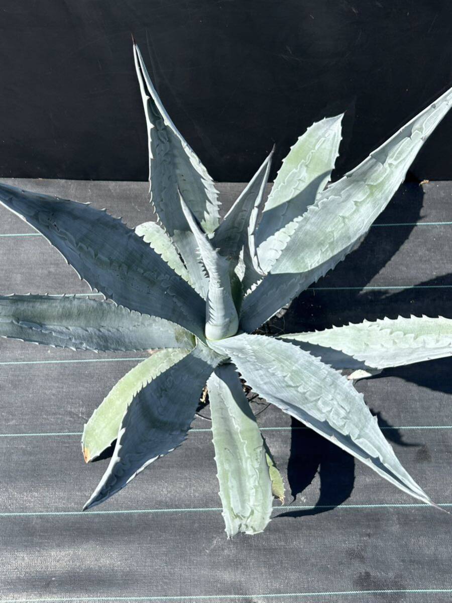 Agave americana sp アガベ アメリカーナ 特大株 美株 2の画像5