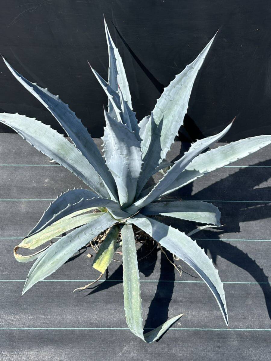 Agave americana sp アガベ　アメリカーナ　特大株　美株　3_画像3