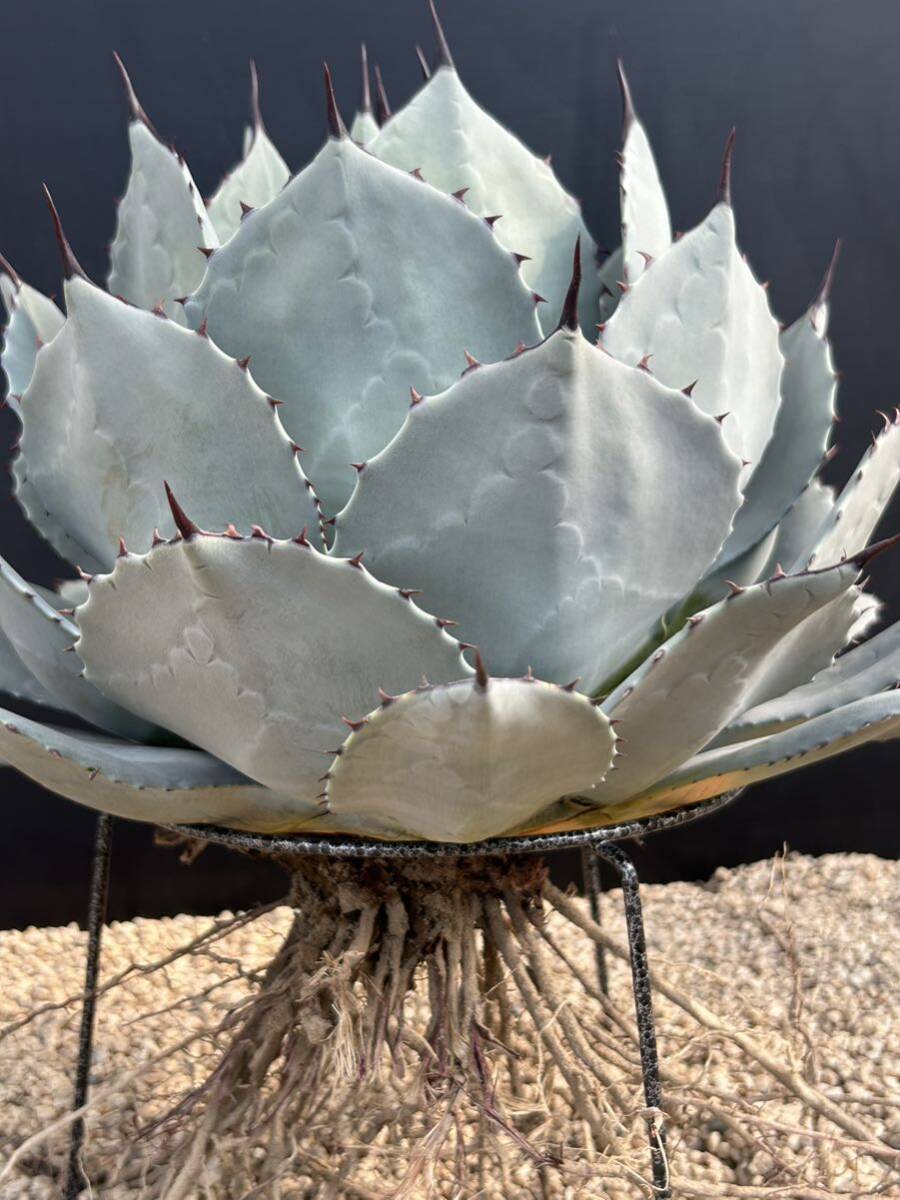 Agave parryi アガベ パリー 吉祥天 極美株 大株の画像10