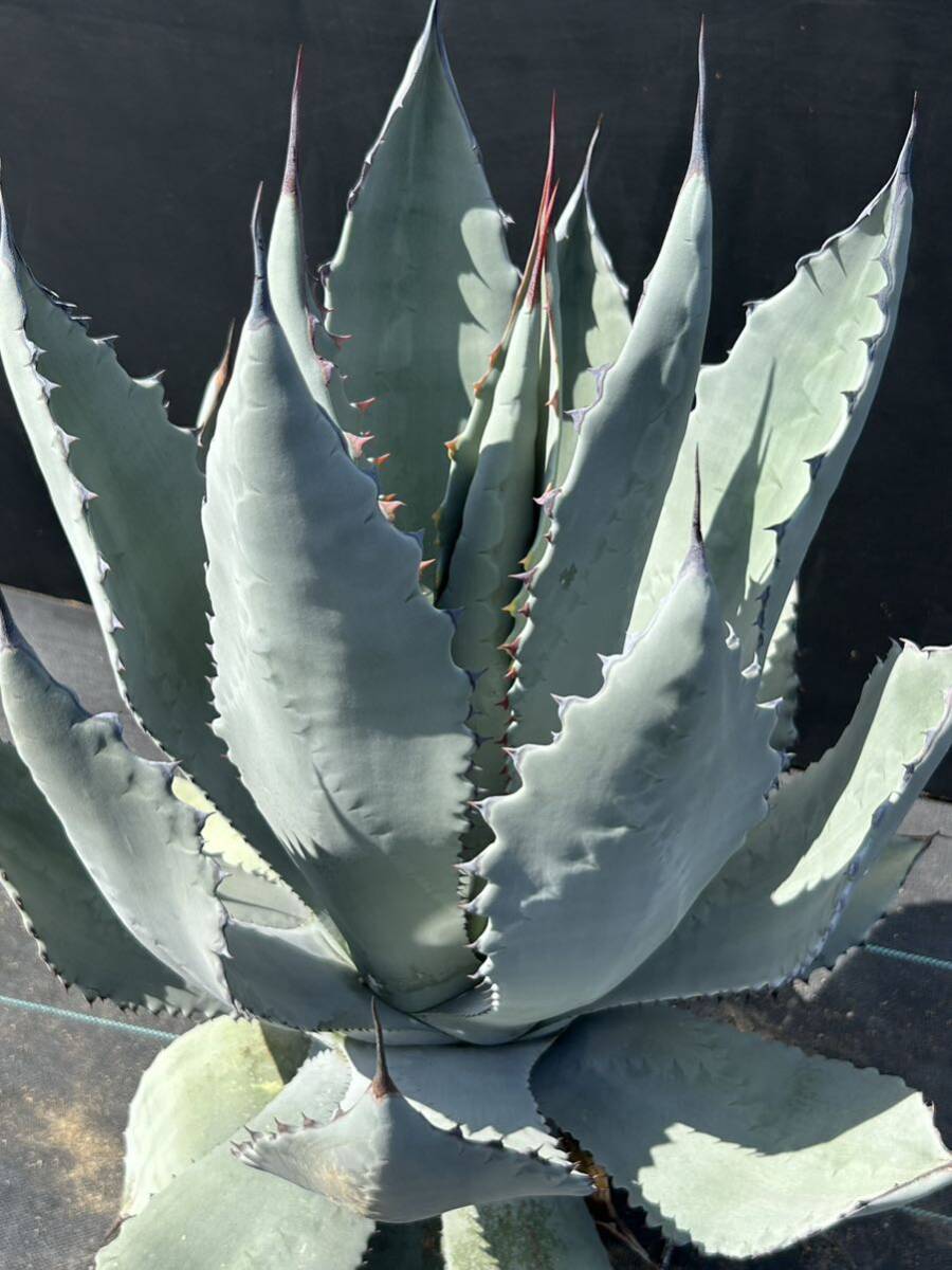 Agave temacapulinensis アガベ テマカプリネンシ　美株　大株_画像1