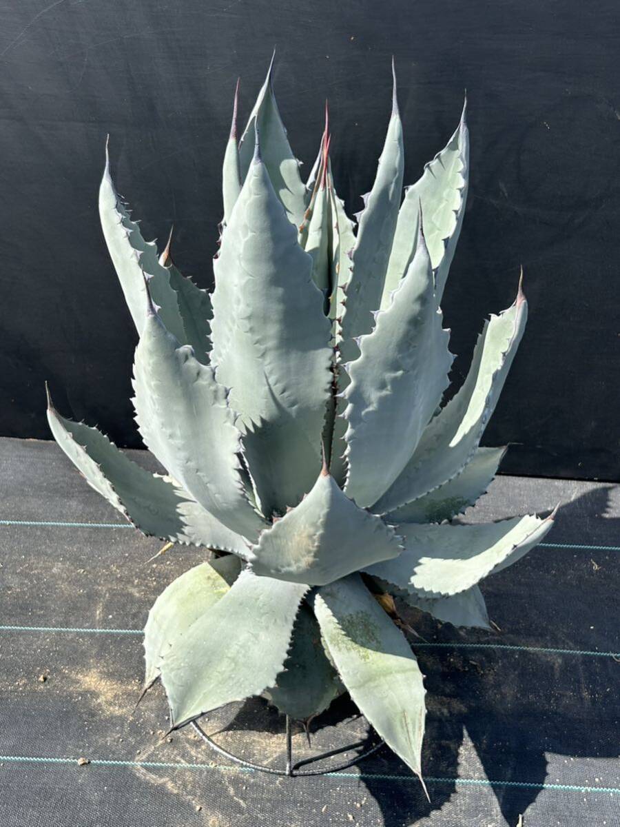 Agave temacapulinensis アガベ テマカプリネンシ　美株　大株_画像8