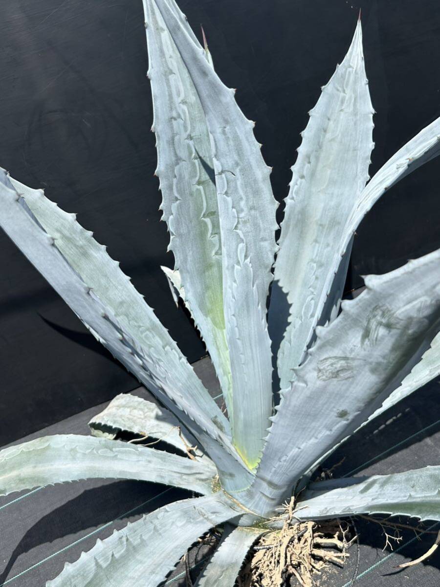 Agave americana sp アガベ アメリカーナ 特大株 美株 1の画像8