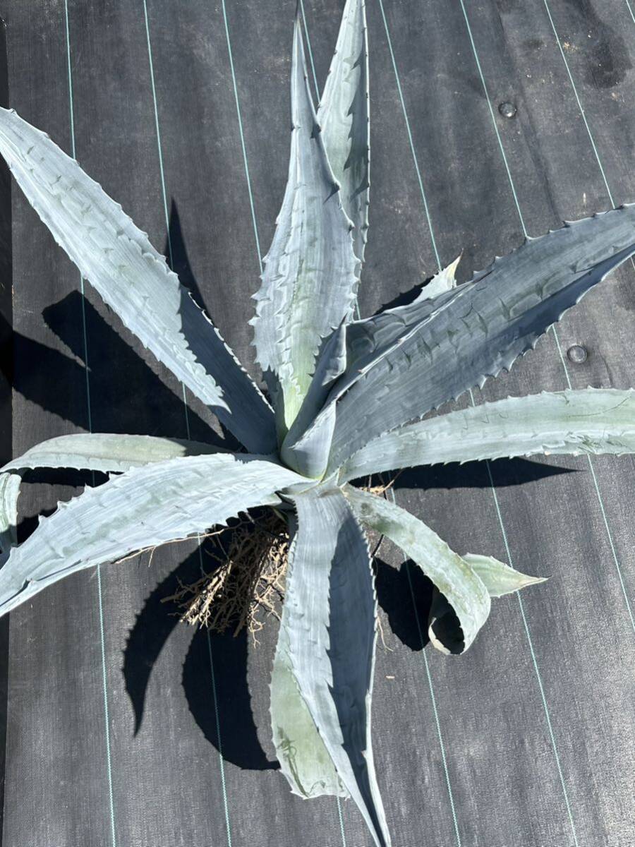 Agave americana sp アガベ アメリカーナ 特大株 美株 2の画像3