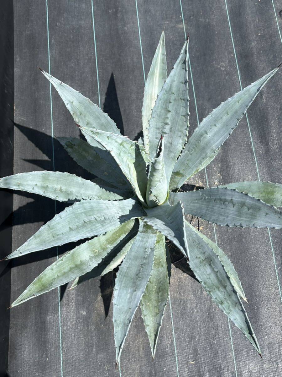 Agave americana アガベ アメリカーナ 大株 美株 の画像3