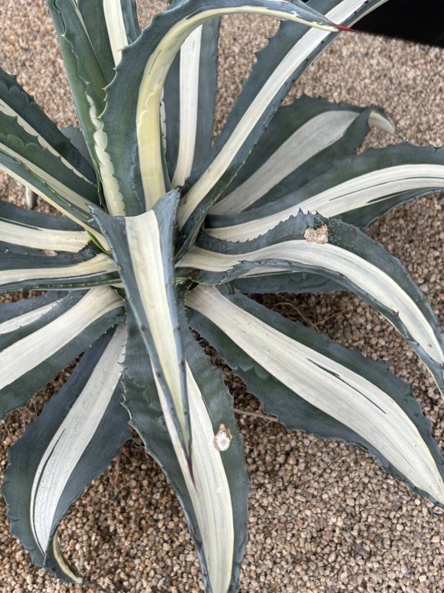 Agave americana var. medio picta 'Alba' アガベ アメリカーナ メディオピクタ アルバ 華厳 大株の画像5