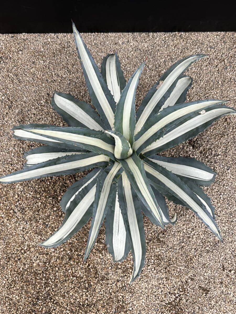 Agave americana var. medio picta 'Alba' アガベ アメリカーナ メディオピクタ アルバ 華厳 大株の画像2