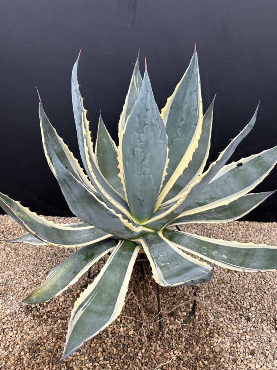 Agave americana 'Marshmallow Cream' アガベ アメリカーナ マシュマロクリーム 大株の画像8