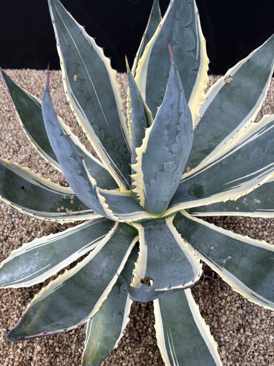 Agave americana 'Marshmallow Cream' アガベ アメリカーナ マシュマロクリーム 大株の画像7