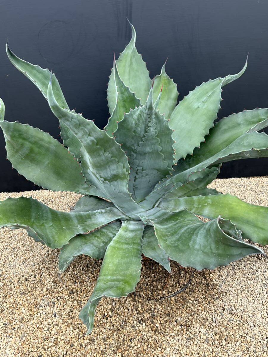 Agave salmiana v.feroxCrazy Horse アガベ サルミアナ フェロックス クレイジーホース 美株 特大株 1の画像1