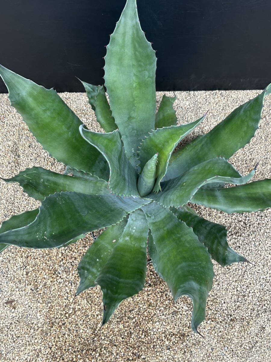 Agave salmiana v.feroxCrazy Horse アガベ サルミアナ フェロックス クレイジーホース 美株 特大株 2の画像2