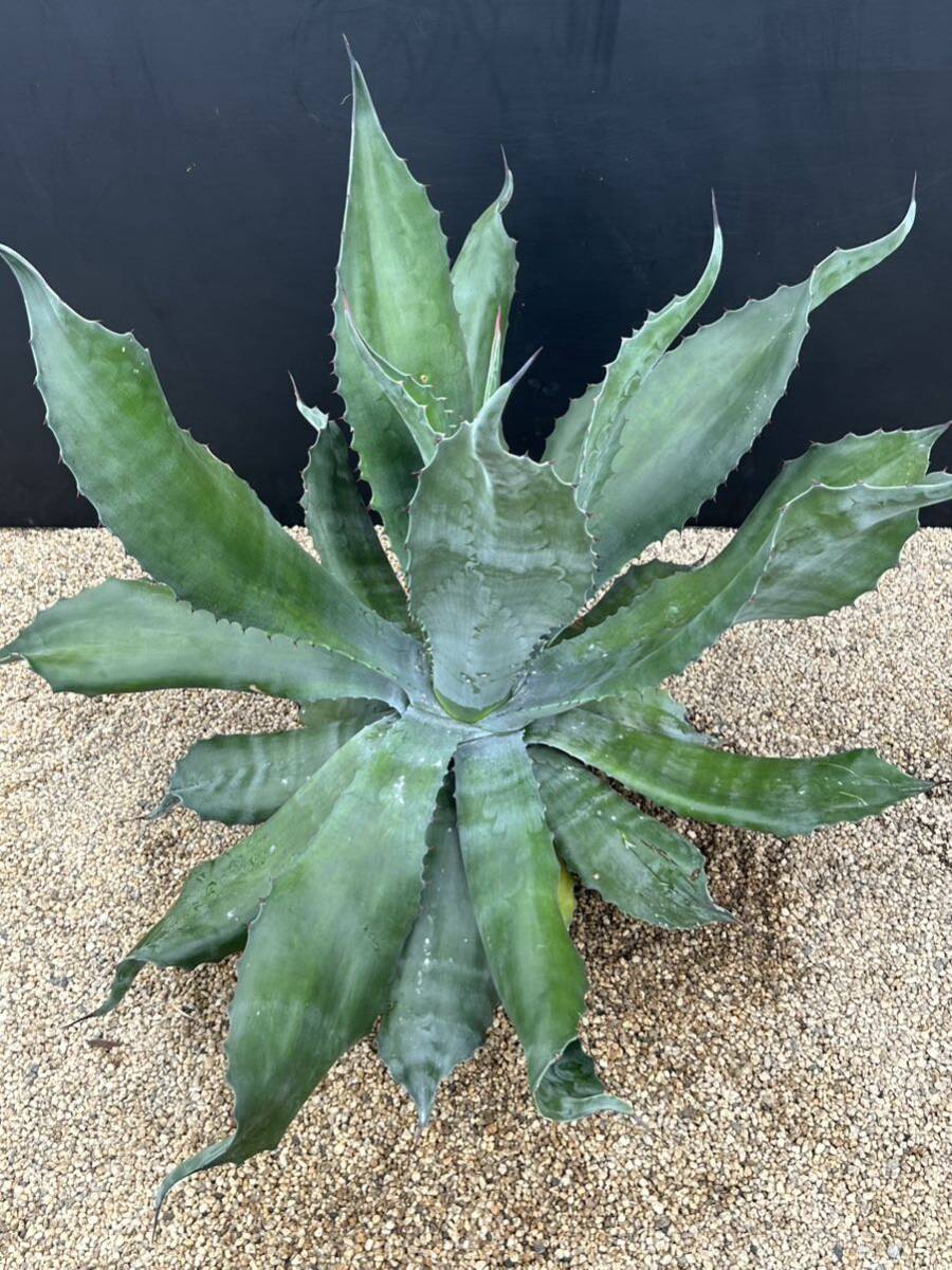 Agave salmiana v.feroxCrazy Horse アガベ サルミアナ フェロックス クレイジーホース 美株 特大株 2の画像6